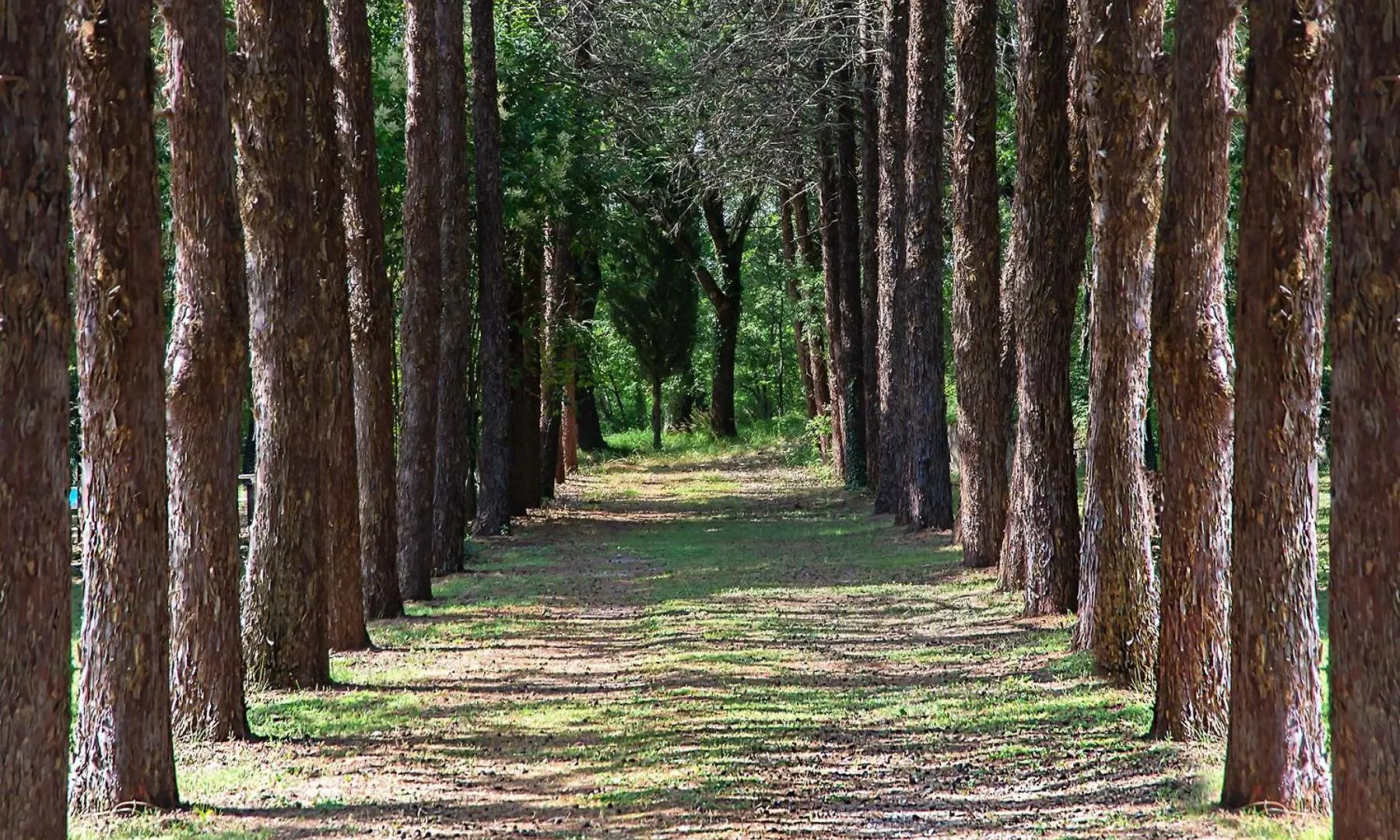 Alloggio per agriturismo Agriturismo Pornelleto Cetona Italia
